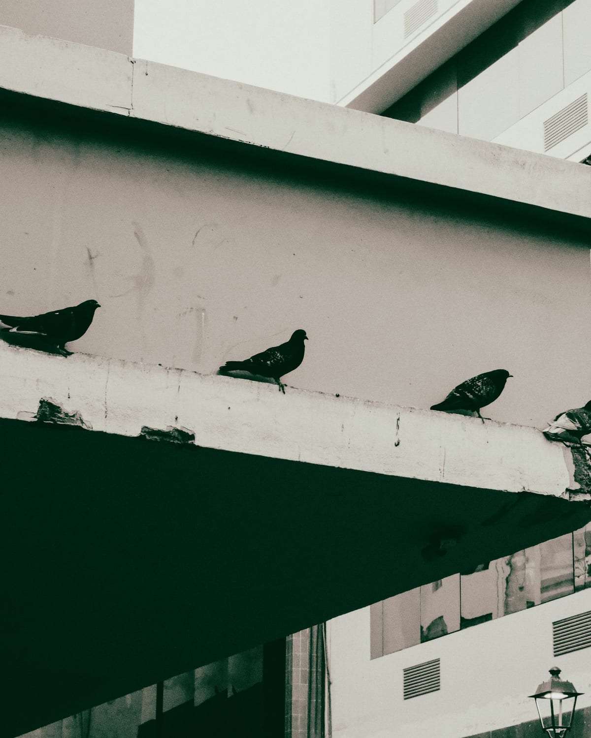 حمامات تقف على حافة مبنى حديث أبيض